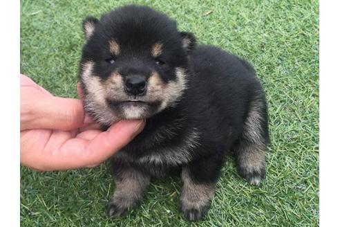 成約済の長崎県の柴犬-18498の3枚目