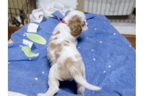 成約済の埼玉県のキャバリアキングチャールズスパニエル-17850の3枚目