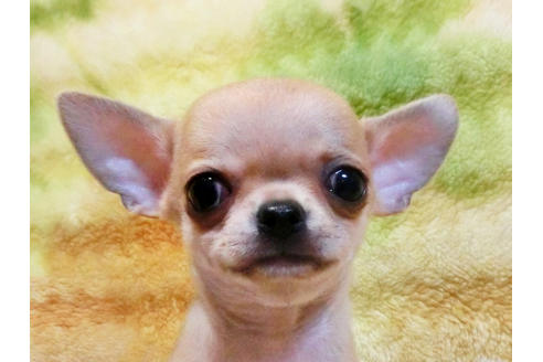 成約済の千葉県のチワワ-19552の5枚目