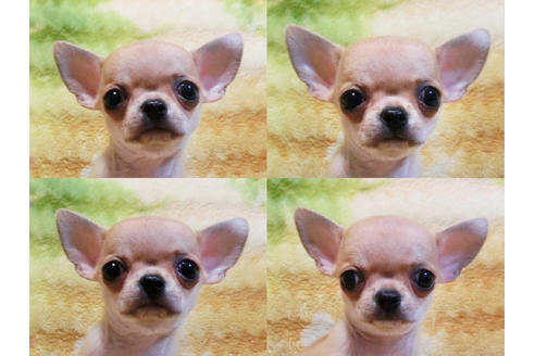 成約済の千葉県のチワワ-19552の4枚目