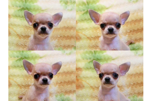 成約済の千葉県のチワワ-19552の3枚目