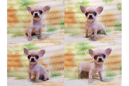 成約済の千葉県のチワワ-19552の2枚目