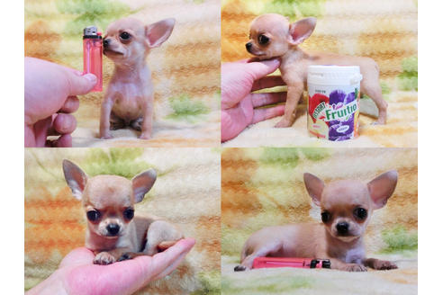 成約済の千葉県のチワワ-19552の1枚目