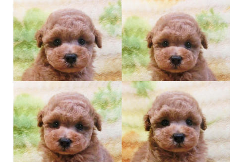 成約済の千葉県のトイプードル-19557の4枚目