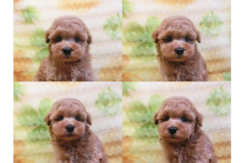 成約済の千葉県のトイプードル-19557の3枚目