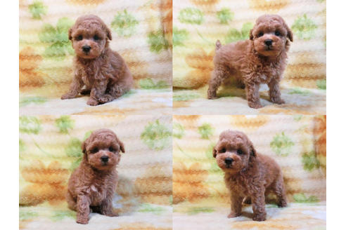 成約済の千葉県のトイプードル-19557の2枚目