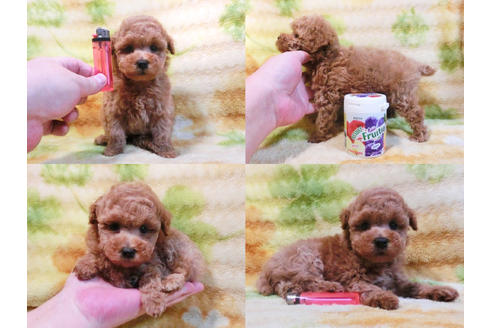 成約済の千葉県のトイプードル-19557の1枚目