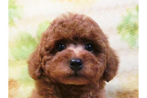 成約済の千葉県のトイプードル-19559の5枚目