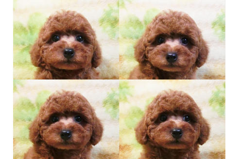 成約済の千葉県のトイプードル-19559の4枚目