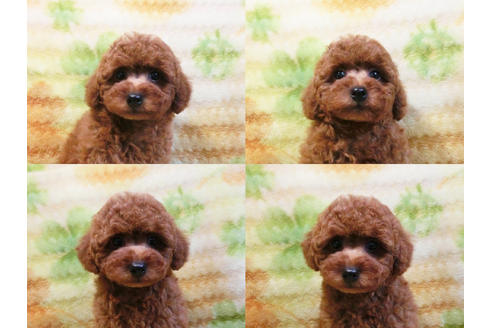 成約済の千葉県のトイプードル-19559の3枚目