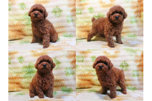 成約済の千葉県のトイプードル-19559の1枚目