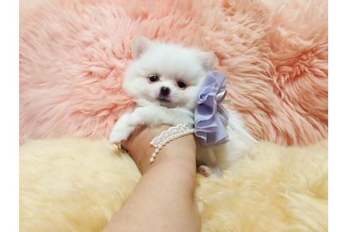 成約済の愛知県のミックス犬-19592の1枚目