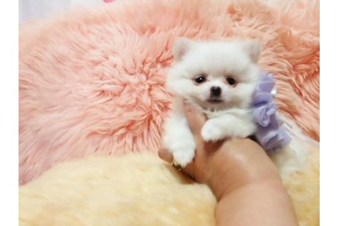 成約済の愛知県のミックス犬-19592の2枚目