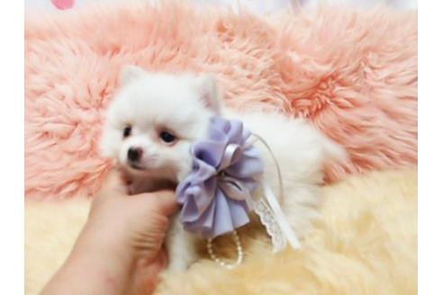成約済の愛知県のミックス犬-19592の3枚目