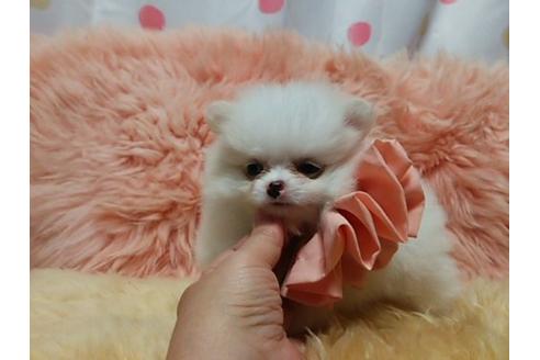 成約済の愛知県のミックス犬-19593の1枚目