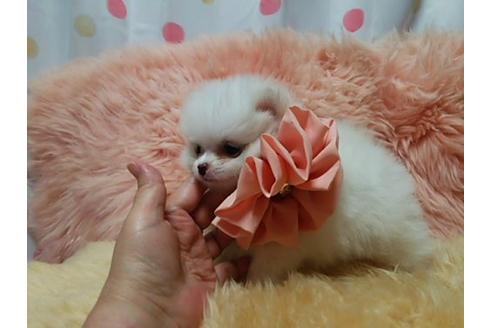 成約済の愛知県のミックス犬-19593の2枚目