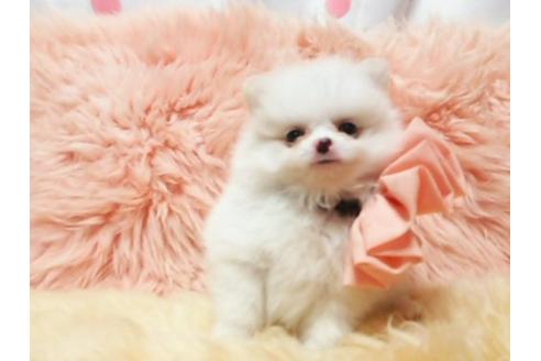 成約済の愛知県のミックス犬-19593の3枚目