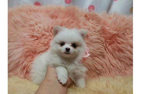 成約済の愛知県のミックス犬-19595の1枚目