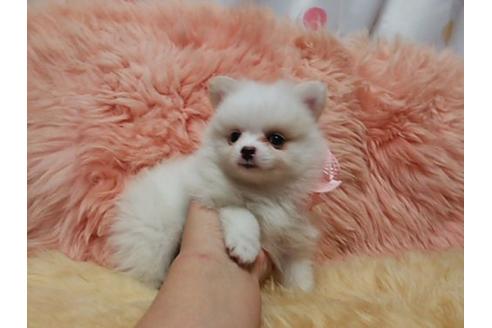 成約済の愛知県のミックス犬-19595の2枚目