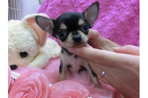 成約済の京都府のチワワ-19619の1枚目