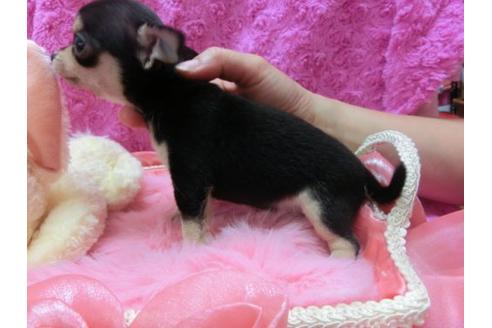 成約済の京都府のチワワ-19619の2枚目