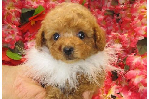 成約済の茨城県のトイプードル-19633の1枚目