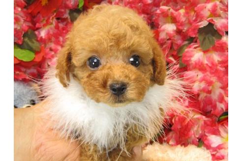 成約済の茨城県のトイプードル-19633の2枚目