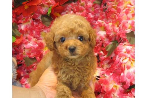 成約済の茨城県のトイプードル-19633の3枚目