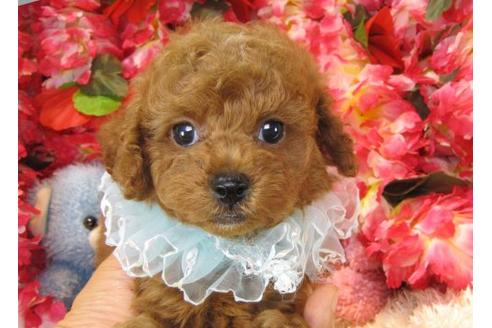 成約済の茨城県のトイプードル-19634の1枚目