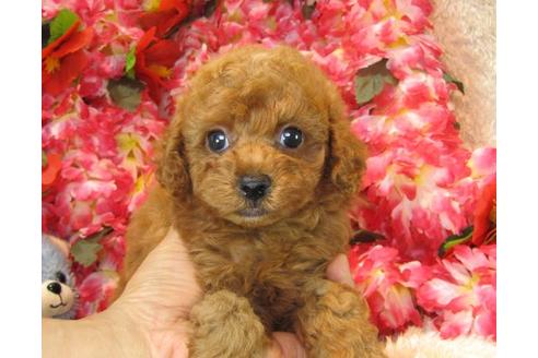 成約済の茨城県のトイプードル-19634の2枚目