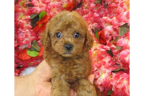 成約済の茨城県のトイプードル-19634の3枚目