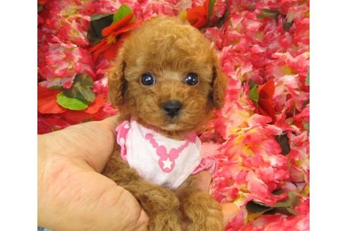 成約済の茨城県のトイプードル-19635の1枚目