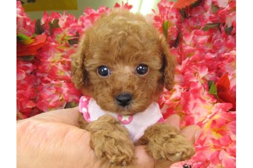 成約済の茨城県のトイプードル-19635の3枚目