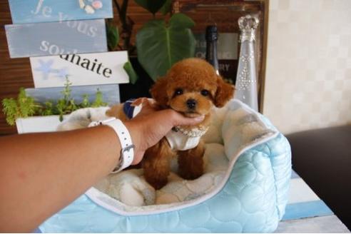 成約済の埼玉県のトイプードル-19652の1枚目