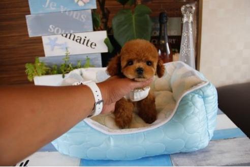 成約済の埼玉県のトイプードル-19652の2枚目