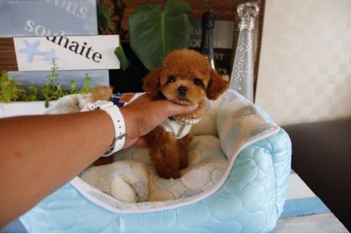 成約済の埼玉県のトイプードル-19652の3枚目