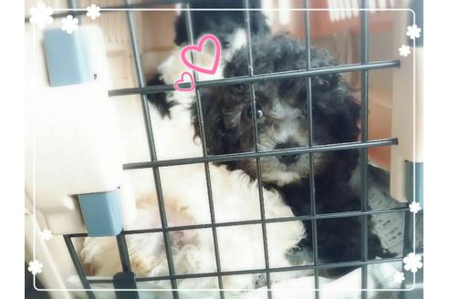 成約済の愛媛県のティーカッププードル-19154の2枚目