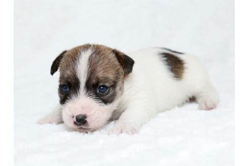 成約済の栃木県のジャックラッセルテリア-19781の3枚目