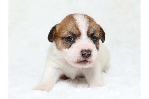 成約済の栃木県のジャックラッセルテリア-19782の3枚目