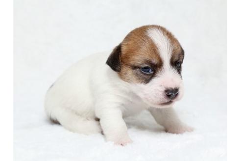 成約済の栃木県のジャックラッセルテリア-19782の1枚目