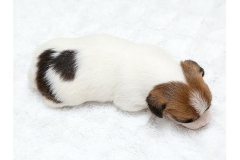 成約済の栃木県のジャックラッセルテリア-19782の2枚目