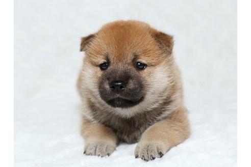 成約済の栃木県の柴犬-19783の3枚目