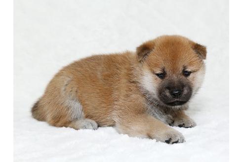 成約済の栃木県の柴犬-19783の2枚目