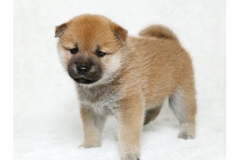 成約済の栃木県の柴犬-19783の1枚目