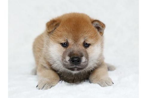 成約済の栃木県の柴犬-19784の1枚目