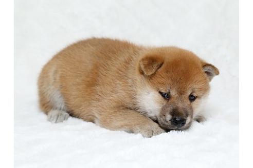 成約済の栃木県の柴犬-19784の2枚目