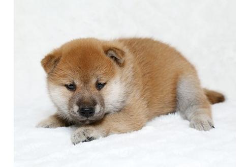 成約済の栃木県の柴犬-19784の3枚目