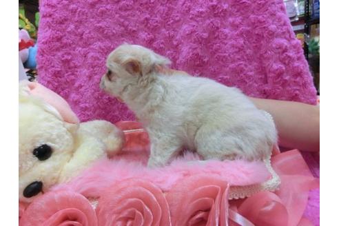 成約済の京都府のチワワ-19844の1枚目