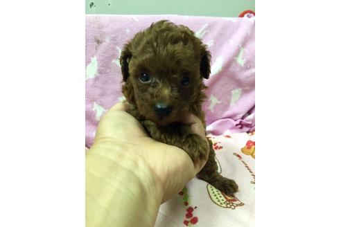 成約済の大分県のトイプードル-19961の1枚目