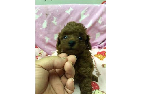 成約済の大分県のトイプードル-19961の2枚目